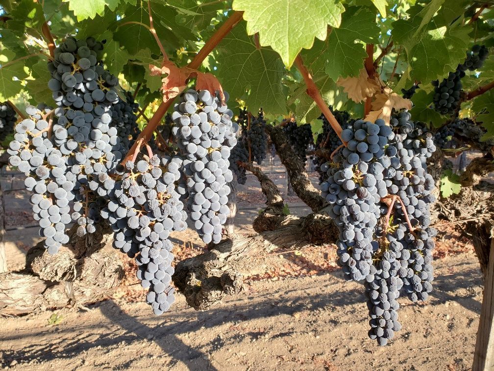 Lives of the Vines